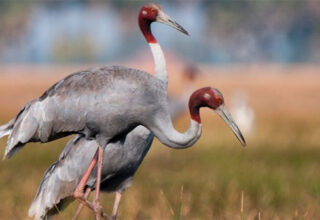 Sếu đầu đỏ - Loài chim biết bay cao nhất thế giới