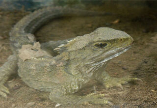 16 loài động vật sống lâu nhất quả đất