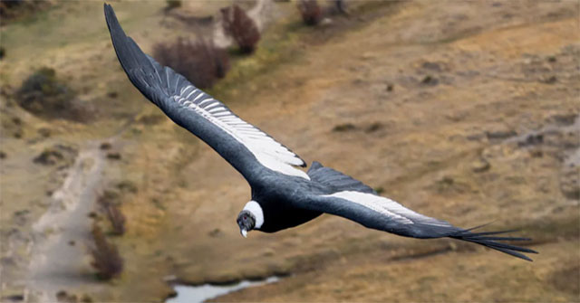 Thần ưng Andes – Loài chim có thể bay 5 tiếng không cần vỗ cánh