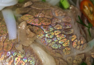 Vì sao có những miếng thịt bò lại ánh lên màu 7 sắc cầu vồng?