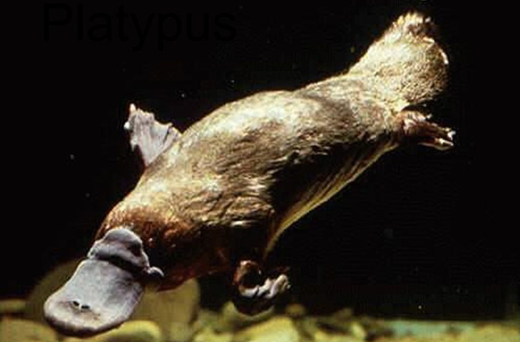 Con thú lạ này thích sống gần nước, thường đào hang ở bờ sông hay bờ hồ.