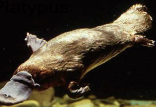 Sự thật bất ngờ về loài thú mỏ vịt