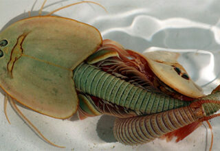 Tôm khủng long ba mắt - "hóa thạch sống" đang gây ra một "cơn sốt" trong giới nghiên cứu!