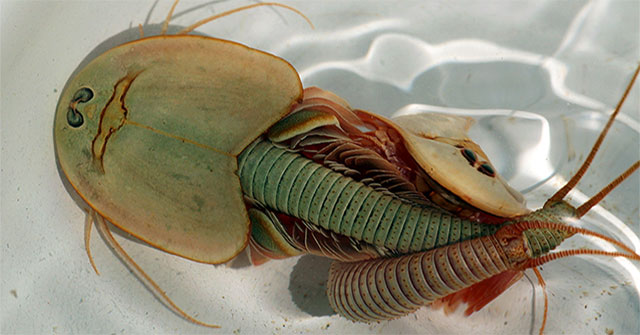 Tôm khủng long ba mắt – “hóa thạch sống” đang gây ra một “cơn sốt” trong giới nghiên cứu!