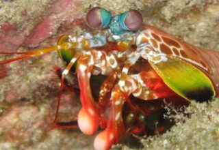 Những cặp mắt dị thường của động vật (II)