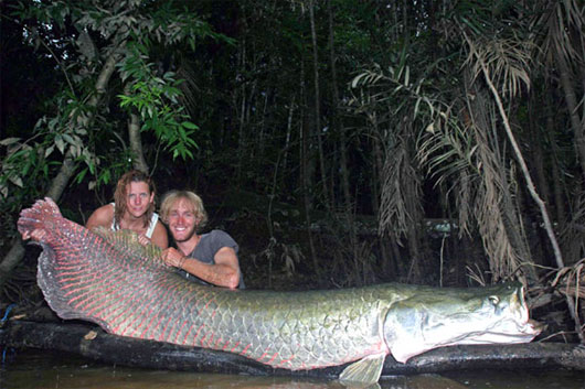 Cá ăn thịt Arapaima 10 loài thủy quái của sông Amazon