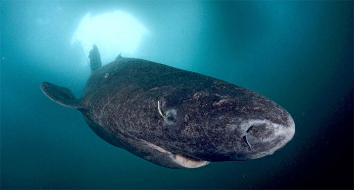 Cá mập Greenland