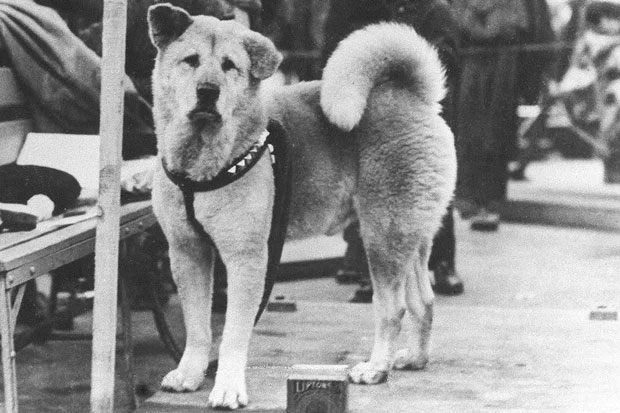 Chú chó Hachiko