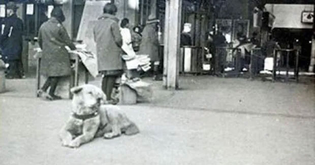 Chú chó Hachiko kiên trì chờ đợi người chủ đã khuất ở ga Shibuya, Tokyo