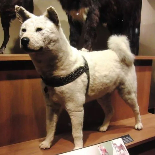 Bộ lông của Hachiko tại bảo tàng