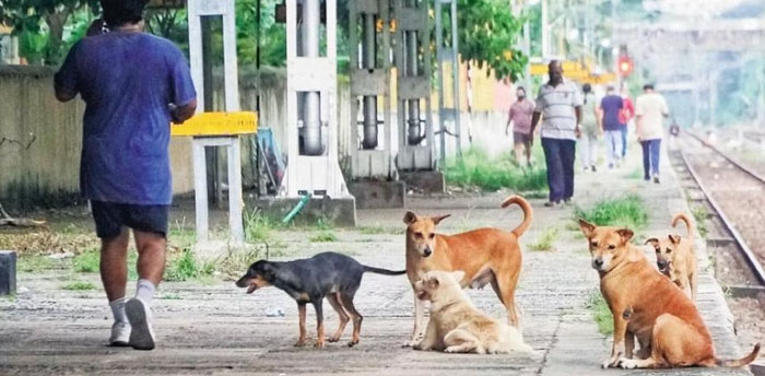 Bản năng bảo vệ lãnh thổ của chó rất cao