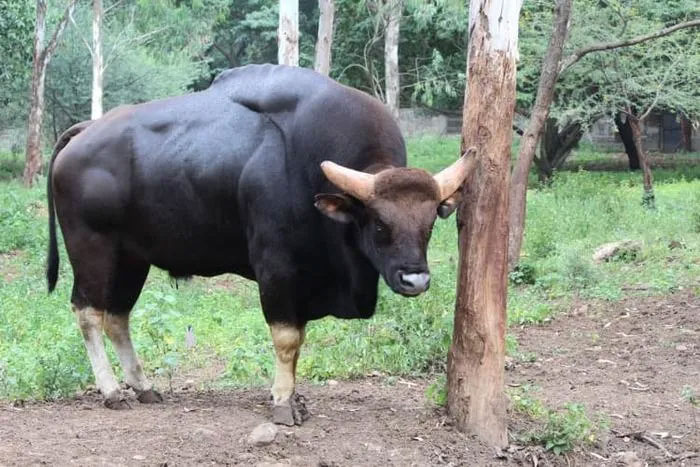 gaur-2-1 Một đàn bò tót thường có từ 8 đến 11 con