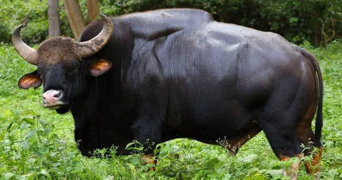 gaur-5 Gaur được tìm thấy trên khắp lục địa Nam và Đông Nam Á