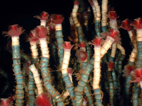 Giun ống Lamellibrachia