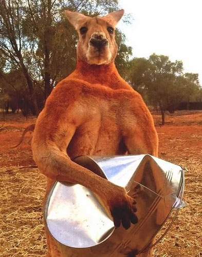 kangaroo-roger-1 Kangaroo Roger
