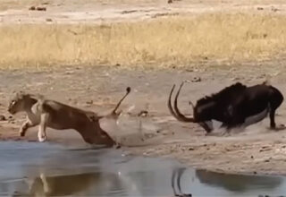Sư tử đang đi săn phải vội vã bỏ chạy khi gặp con vật này