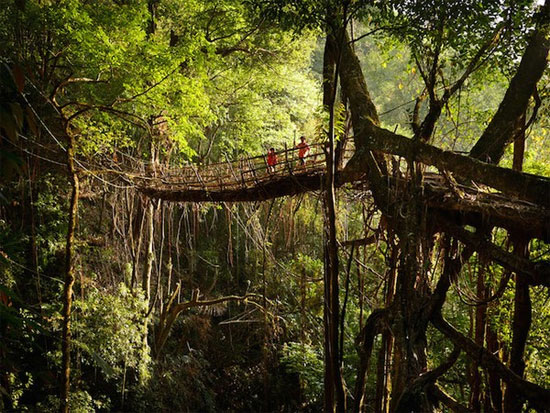 Meghalaya - Nơi ẩm ướt nhất thế giới.