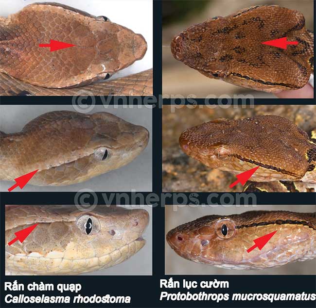 Vảy đầu của rắn chàm quạp lớn hơn rắn lục cườm.
