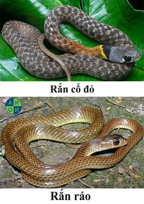 Rắn cổ đỏ khá giống rắn ráo.
