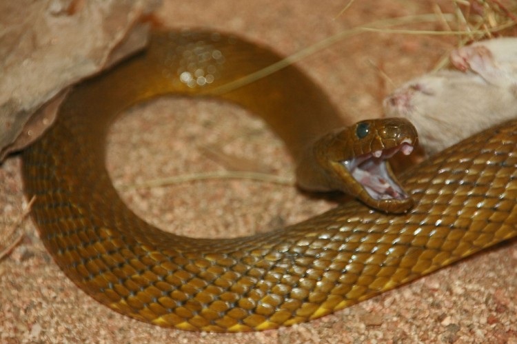 Rắn Taipan nội địa