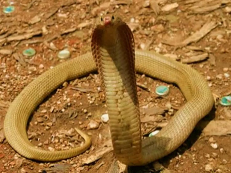 Rắn hổ mang Philippines