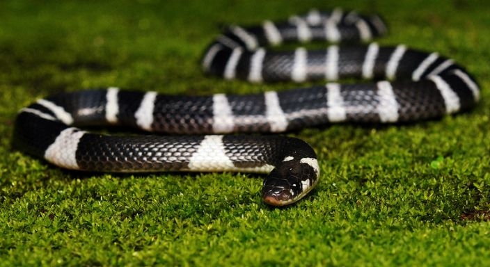 Rắn cạp nong Blue Krait