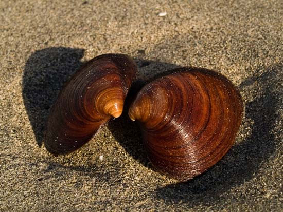 Sò biểnQuahog