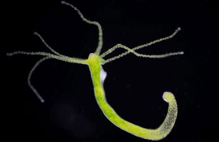 Sứa Hydra