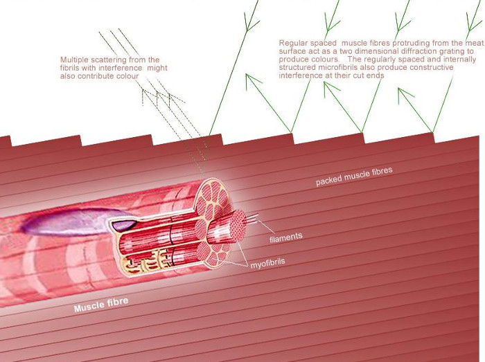 Ánh sáng chiếu vào miếng thịt mỏng sẽ bị bẻ cong, trở thành cầu vồng. Ánh sáng chiếu vào miếng thịt mỏng sẽ bị bẻ cong, trở thành cầu vồng.