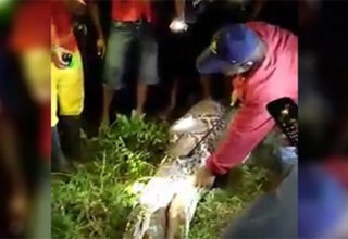Xác người đàn ông Indonesia trong bụng trăn dài 7 mét