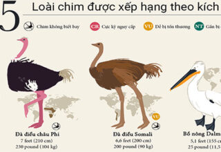 55 loài chim được xếp hạng từ lớn đến nhỏ trên thế giới