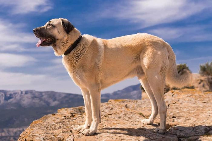 Chó Kangal được sử dụng để bảo vệ gia súc ở Thổ Nhĩ Kỳ.