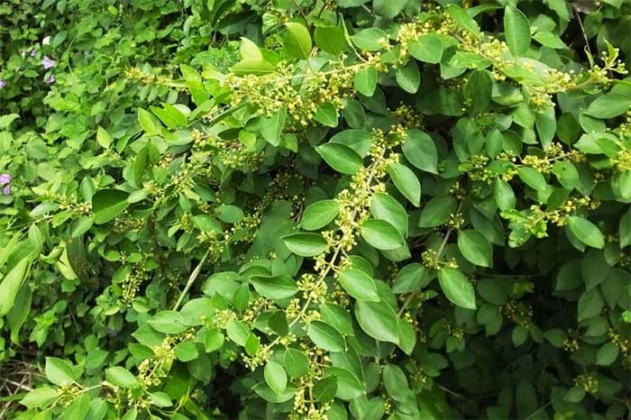 day-thia-canh Tại Việt Nam loại cây này phổ biến ở các tỉnh thành miền Bắc.