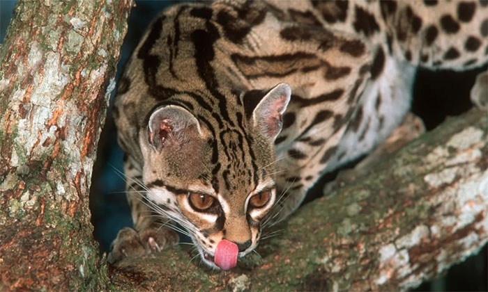 meo-dom-margay-1 Mèo đốm Margay