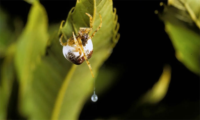 nhen-bolas-cai Nhện Bolas cái