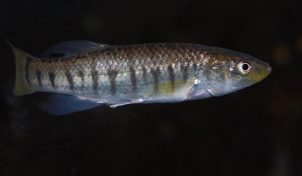 Cá mummichog