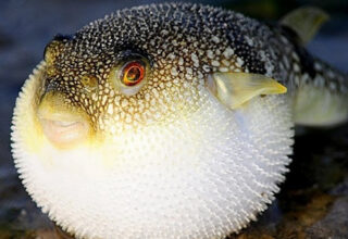 Tetrodotoxin: Chất độc thường gặp trong cá nóc