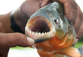 Cá piranha có thực sự nguy hiểm như những lời đồn?