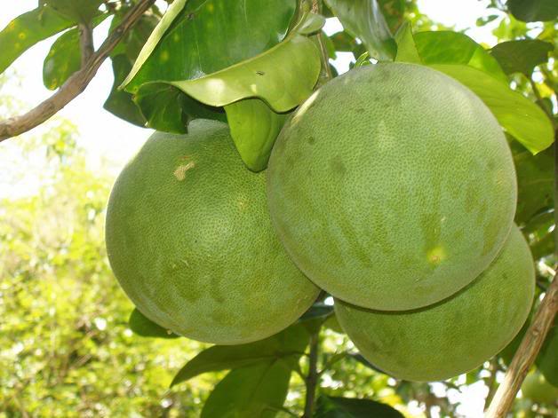 Vỏ ngoài bưởi chứa tinh dầu có vị cay, đắng, ngọt, tính ấm, có tác dụng trị ho, giải cảm tốt.