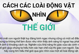 Thế giới xung quanh trong mắt các loài động vật như thế nào?