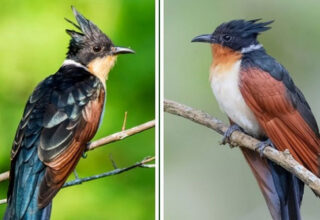 Loài chim có tên gọi độc lạ và ít người biết ở Việt Nam: Dễ nhầm với bìm bịp, có một đặc tính giống tu hú!