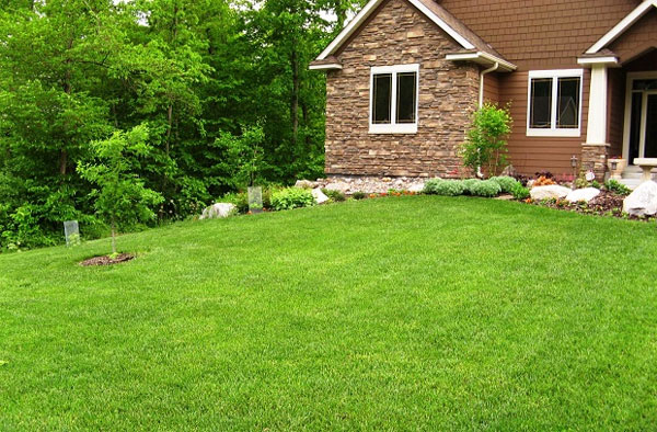 Tác dụng diệt cỏ dại Tác dụng diệt cỏ dại