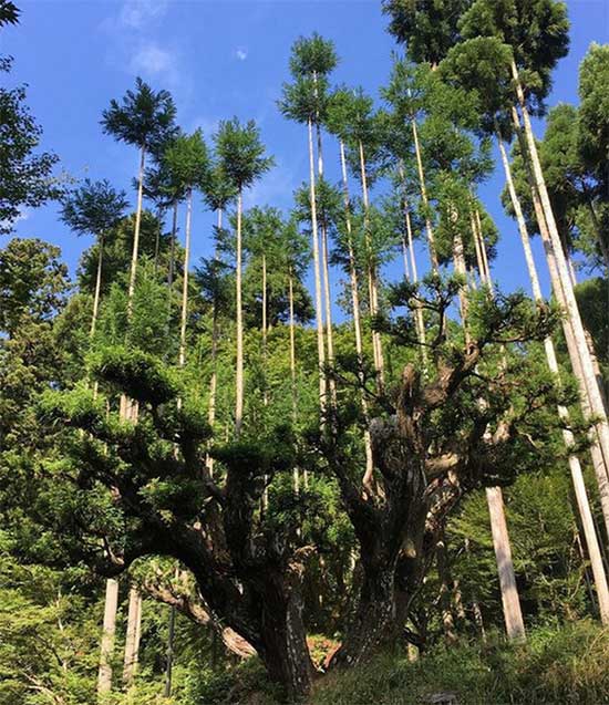 Phương pháp Daisugi được so sánh với phương pháp coppicing.