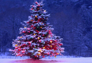 Những bí mật thú vị về cây thông Noel