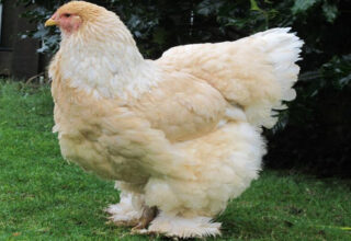 Giống gà khổng lồ nặng 20kg có gì đặc biệt?