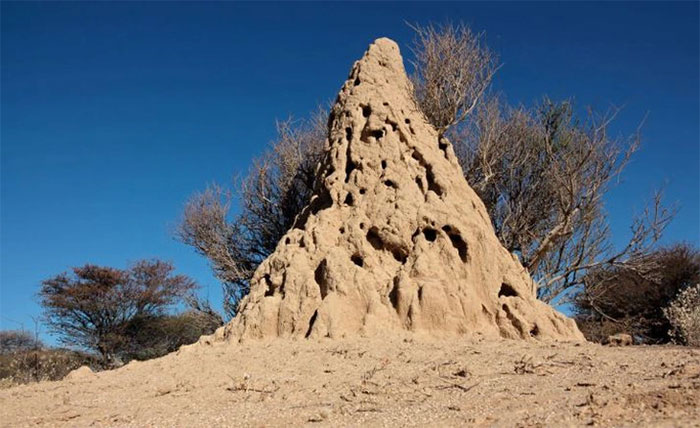 Một gò mối ở Namibia