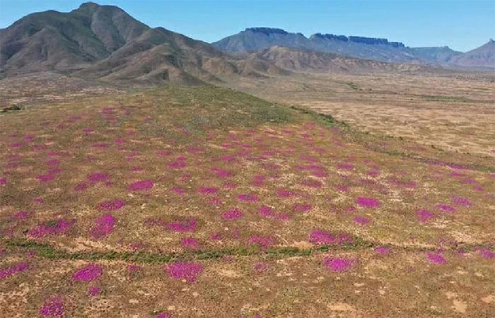 Hoa tím mọc trên các gò mối có tuổi đời hàng chục ngàn năm ở Namaqualand, Nam Phi