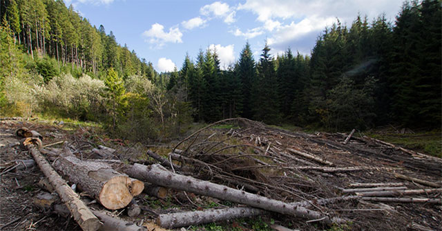 Những quốc gia phá rừng và trồng rừng nhiều nhất trên thế giới