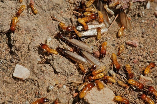 Hình ảnh về mối cát Psammotermesallocerus