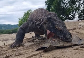 Rồng Komodo nghiền nát mai rùa bằng lực cắn khủng khiếp
